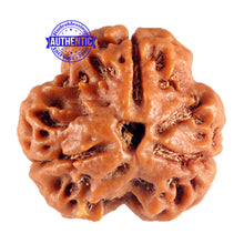 Load image into Gallery viewer, 3 Mukhi Rudraksha from Nepal - Bead No. 90 (Giant Size)