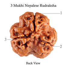 Load image into Gallery viewer, 3 Mukhi Rudraksha from Nepal - Bead No. 90 (Giant Size)