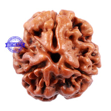 Load image into Gallery viewer, 3 Mukhi Rudraksha from Nepal - Bead No. 159