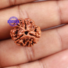Load image into Gallery viewer, 3 Mukhi Rudraksha from Nepal - Bead No. 159