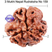 Load image into Gallery viewer, 3 Mukhi Rudraksha from Nepal - Bead No. 159