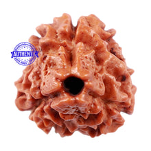 Load image into Gallery viewer, 3 Mukhi Rudraksha from Nepal - Bead No. 160