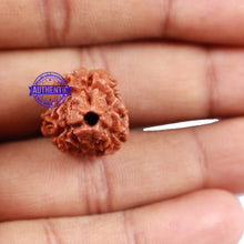 Load image into Gallery viewer, 3 Mukhi Rudraksha from Nepal - Bead No. 160