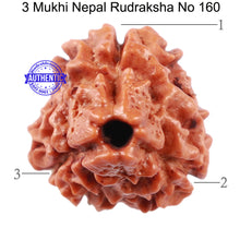 Load image into Gallery viewer, 3 Mukhi Rudraksha from Nepal - Bead No. 160