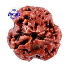 Load image into Gallery viewer, 3 Mukhi Rudraksha from Nepal - Bead No. 167