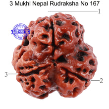 Load image into Gallery viewer, 3 Mukhi Rudraksha from Nepal - Bead No. 167