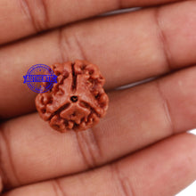 Load image into Gallery viewer, 3 Mukhi Rudraksha from Nepal - Bead No. 64