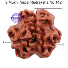 Load image into Gallery viewer, 3 Mukhi Rudraksha from Nepal - Bead No. 142
