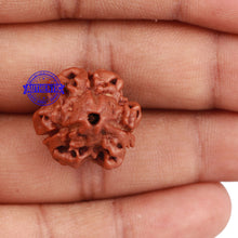 Load image into Gallery viewer, 3 Mukhi Rudraksha from Nepal - Bead No. 142