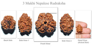 3 Mukhi Rudraksha from Nepal (Standard Size)