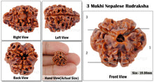 Load image into Gallery viewer, 3 Mukhi Rudraksha from Nepal - Bead No. 5