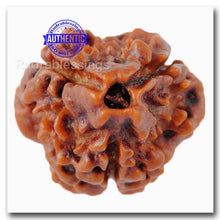Load image into Gallery viewer, 3 Mukhi Rudraksha from Nepal - Bead No. 5