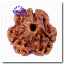Load image into Gallery viewer, 3 Mukhi Rudraksha from Nepal - Bead No. 91