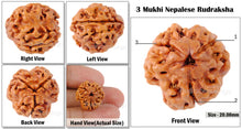 Load image into Gallery viewer, 3 Mukhi Rudraksha from Nepal - Bead No. 7 (Giant Size)