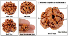 Load image into Gallery viewer, 3 Mukhi Rudraksha from Nepal - Bead No. 8 (Giant Size)