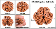 Load image into Gallery viewer, 3 Mukhi Rudraksha from Nepal - Bead No. 33 (Giant Size)