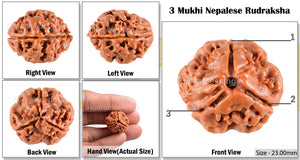 3 Mukhi Rudraksha from Nepal - Bead No. 37 (Giant Size)
