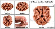 Load image into Gallery viewer, 3 Mukhi Rudraksha from Nepal - Bead No. 39 (Giant Size)