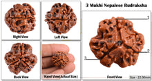 Load image into Gallery viewer, 3 Mukhi Rudraksha from Nepal - Bead No. 42 (Giant Size)