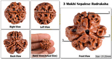 Load image into Gallery viewer, 3 Mukhi Rudraksha from Nepal - Bead No. 46 (Giant Size)