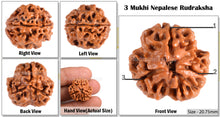 Load image into Gallery viewer, 3 Mukhi Rudraksha from Nepal - Bead No. 48 (Giant Size)