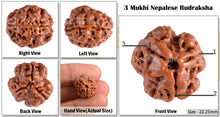 Load image into Gallery viewer, 3 Mukhi Rudraksha from Nepal - Bead No. 51 (Giant Size)