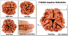 Load image into Gallery viewer, 3 Mukhi Rudraksha from Nepal - Bead No. 6 (Giant Size)