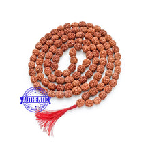 Load image into Gallery viewer, 3 Mukhi Agni Rudraksha Mala - 1 (108+1)