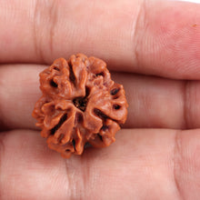 Load image into Gallery viewer, 3 Mukhi Rudraksha from Nepal - Bead No. 93