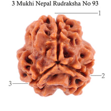 Load image into Gallery viewer, 3 Mukhi Rudraksha from Nepal - Bead No. 93