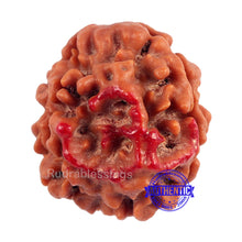 Load image into Gallery viewer, 3 Mukhi Rudraksha with Om Marking - Bead No 2