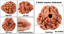 Load image into Gallery viewer, 3 Mukhi Rudraksha from Nepal - Bead No. 117 (Giant Size)