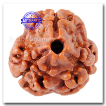 Load image into Gallery viewer, 3 Mukhi Rudraksha from Nepal - Bead No. 117 (Giant Size)