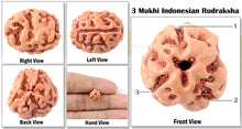 Load image into Gallery viewer, 3 Mukhi Rudraksha from Indonesia - Big Size
