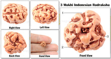 Load image into Gallery viewer, 3 Mukhi Rudraksha from Indonesia - Standard Size