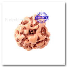 Load image into Gallery viewer, 3 Mukhi Rudraksha from Indonesia - Standard Size