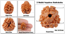 Load image into Gallery viewer, 3 Mukhi Rudraksha with Om Marking
