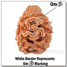 Load image into Gallery viewer, 3 Mukhi Rudraksha with Om Marking