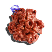 Load image into Gallery viewer, 3 Mukhi Rudraksha with Om Marking - Bead 2