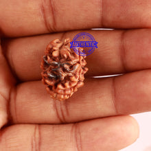 Load image into Gallery viewer, 3 Mukhi Rudraksha with Om Marking - Bead 3