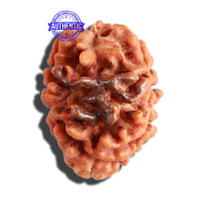 Load image into Gallery viewer, 3 Mukhi Rudraksha with Om Marking - Bead 3