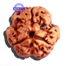 Load image into Gallery viewer, 3 Mukhi Rudraksha from Nepal - Bead No. 236