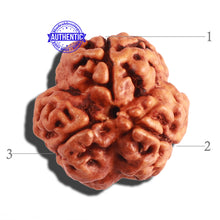 Load image into Gallery viewer, 3 Mukhi Rudraksha from Nepal - Bead No. 236