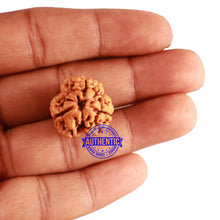 Load image into Gallery viewer, 3 Mukhi Rudraksha from Nepal - Bead No. 255