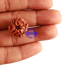 Load image into Gallery viewer, 3 Mukhi Rudraksha from Nepal - Bead No. 256