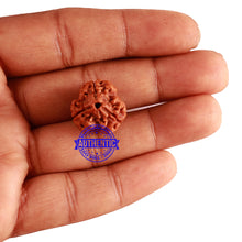 Load image into Gallery viewer, 3 Mukhi Rudraksha from Nepal - Bead No. 270