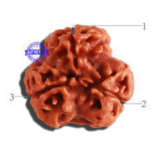 Load image into Gallery viewer, 3 Mukhi Rudraksha from Nepal - Bead No. 270