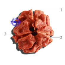 Load image into Gallery viewer, 3 Mukhi Rudraksha from Nepal - Bead No. 275