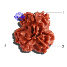 Load image into Gallery viewer, 3 Mukhi Rudraksha from Nepal - Bead No. 277