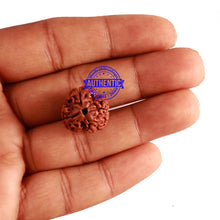 Load image into Gallery viewer, 3 Mukhi Rudraksha from Nepal - Bead No. 278